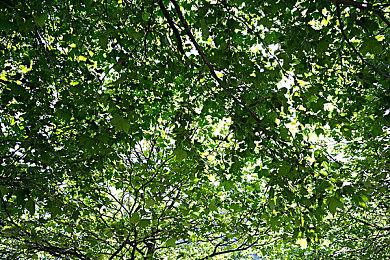 《银翼杀手：增强版》Steam多半差评